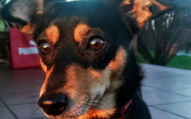 Zbiórka Badania leki dla psa - zdjęcie główne