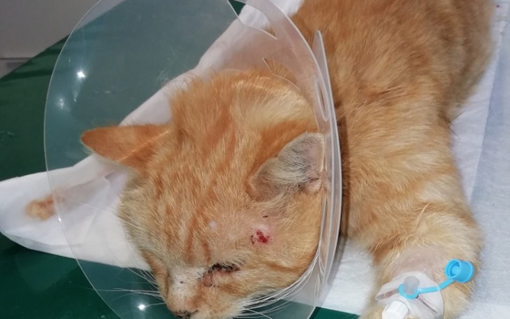 Zbiórka Rudy pogryziony przez lisa - zdjęcie główne