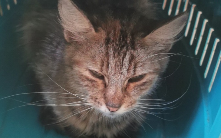 Zbiórka Kastracja kotki Pusi - zdjęcie główne