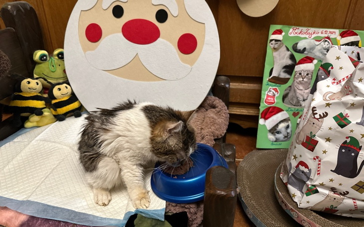 Kot pijący wodę w świątecznym otoczeniu.