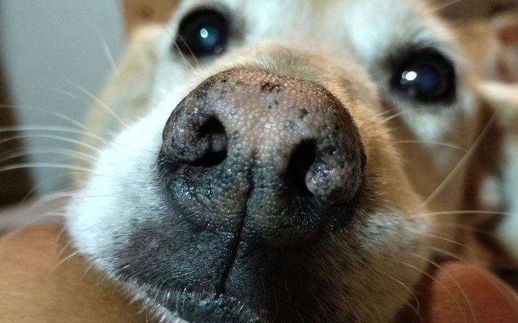 Zbiórka złote serca dla psiaków - zdjęcie główne