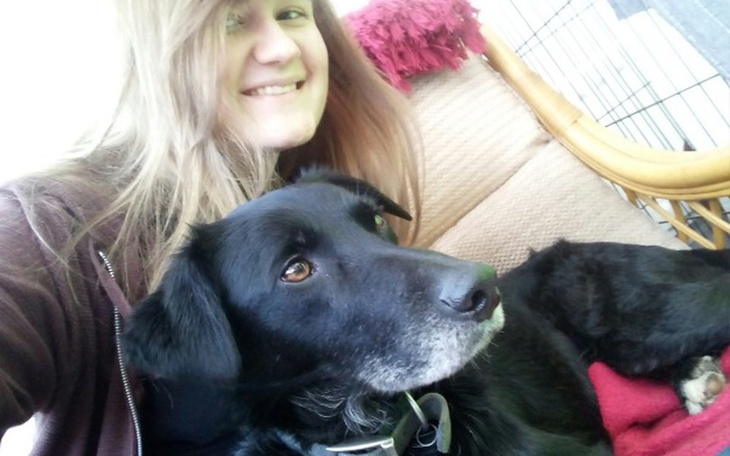 Zbiórka Start schroniska dla zwierząt - zdjęcie główne