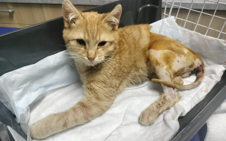 Zbiórka Życie Szymka w naszych rękach - zdjęcie główne