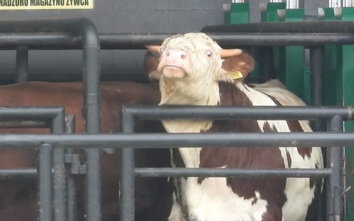 Krowa w zagrodzie, patrzy na kamerę.