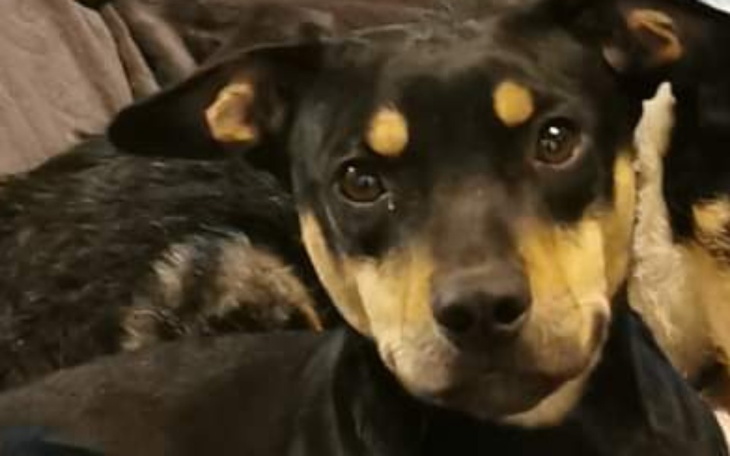 Zbiórka Stitch - zdjęcie główne