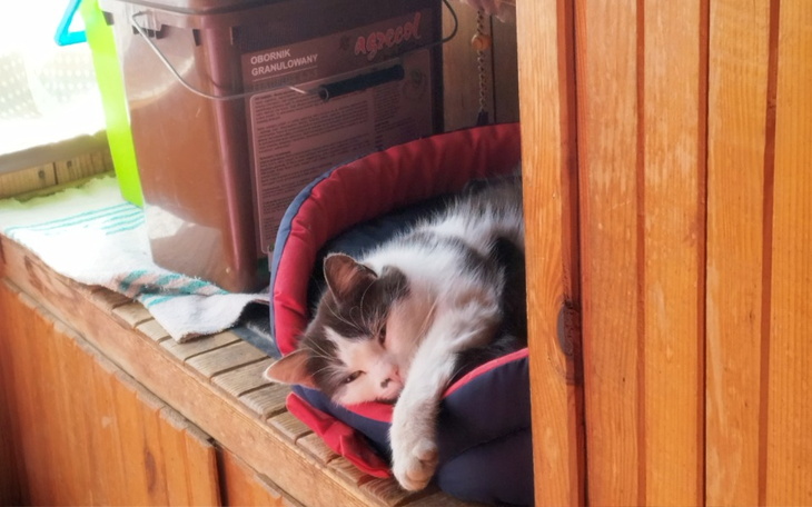 Kot śpiący w koszyku, z ręką na krawędzi.