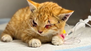 Zbiórka Kocie z krwawiącymi oczkami - miniaturka zdjęcia