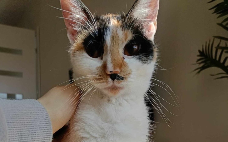 Kot z charakterystycznymi łatami, patrzy w obiektyw.