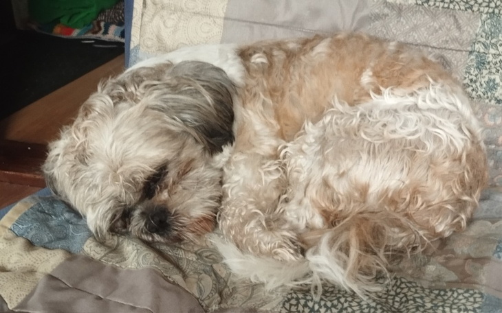 Zbiórka Leczenie pieska Shitsu - zdjęcie główne