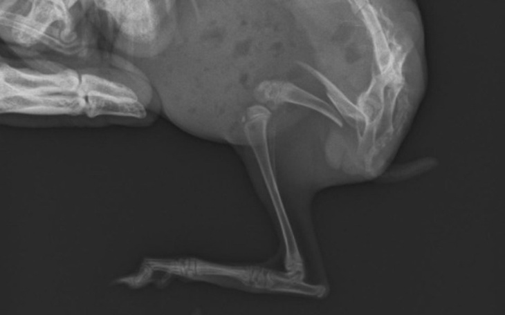 Zbiórka Pomóż dla Leona - zdjęcie główne