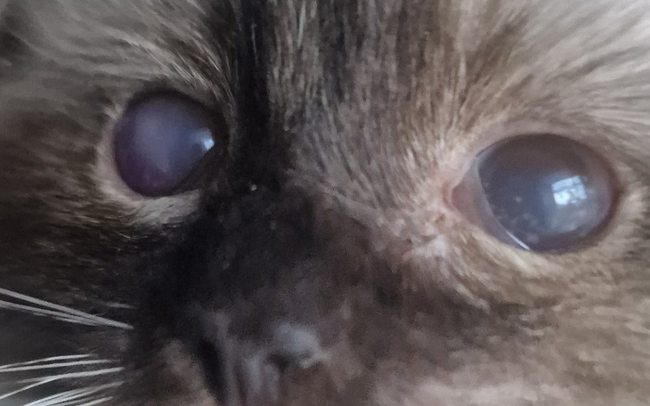 Zbliżenie na kota z nietypowymi oczami.