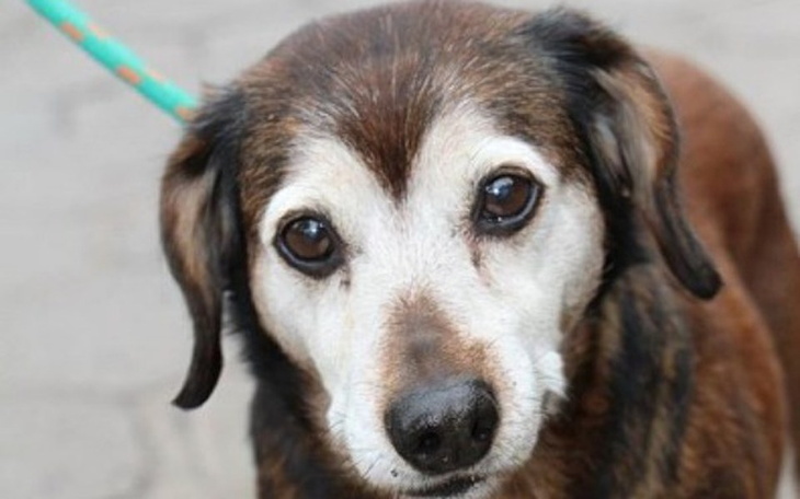 Zbiórka Dla Psiaków ze Schroniska Azorek - zdjęcie główne