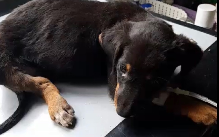 Zbiórka Szczeniaczek z wypadku - zdjęcie główne