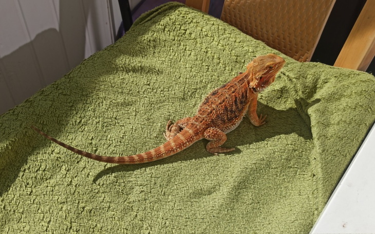 Zbiórka Weterynarz dla Agamy Henia - zdjęcie główne