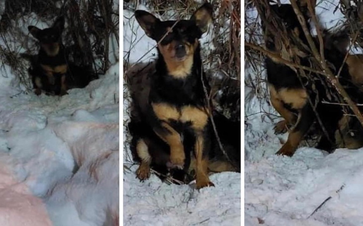 Zbiórka Umierające na mrozie - zdjęcie główne