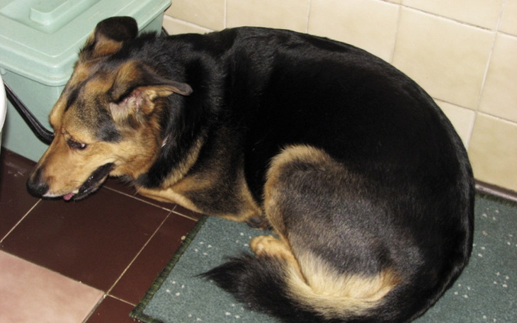 Zbiórka pomoc dla bpbelka - zdjęcie główne