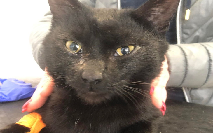 Zbiórka Oskalpowany ogonek - zdjęcie główne