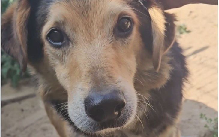 Zbiórka Pomóż nam ogrzać schronisko - zdjęcie główne