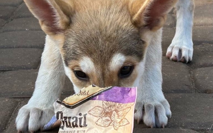 Szczeniak wąchający kawałek papieru, skupiony na zabawie.