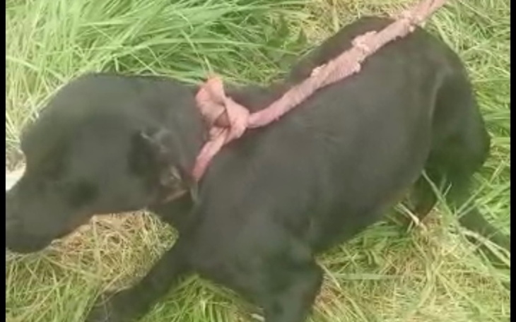 Zbiórka Axa uwiązana liną holowniczą - zdjęcie główne