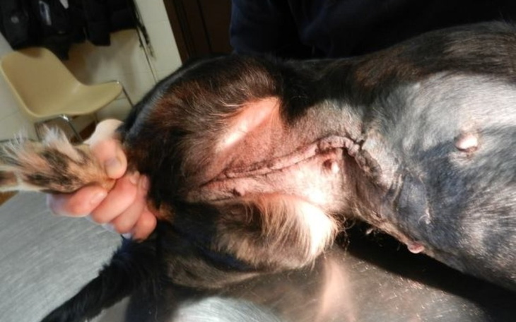 Zbiórka Sonia potrzebuje pilnej pomocy - zdjęcie główne