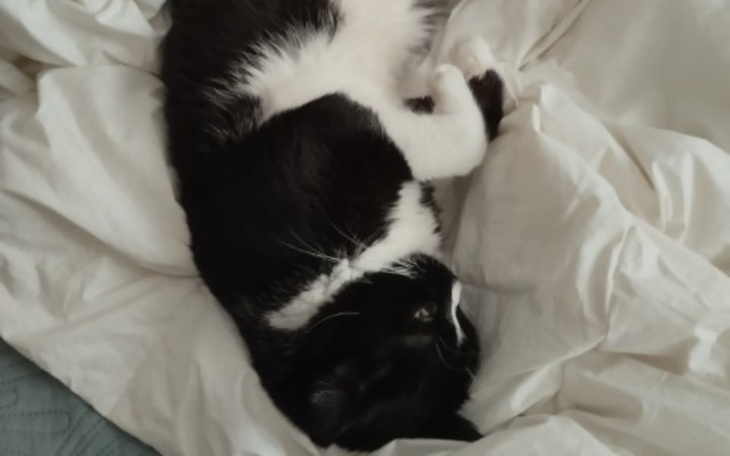 Zbiórka Usuwanie zębw kota - zdjęcie główne