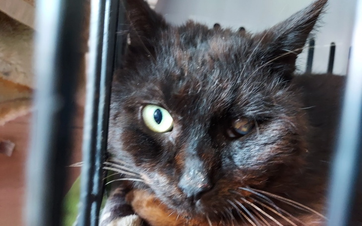 Zbiórka Na kociego dentystę. - zdjęcie główne