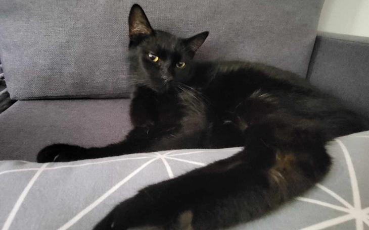 Zbiórka Kitek walczy o życie - zdjęcie główne