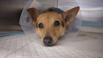 Zbiórka Kastracja suczek z Bulowic - miniaturka zdjęcia