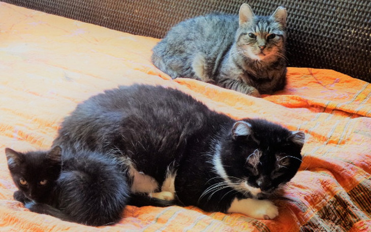 Zbiórka Daj PIĄTAKA na ZWIERZAKA! :) - zdjęcie główne