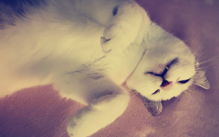 Zbiórka Na sterylizację kochanej kotki - zdjęcie główne