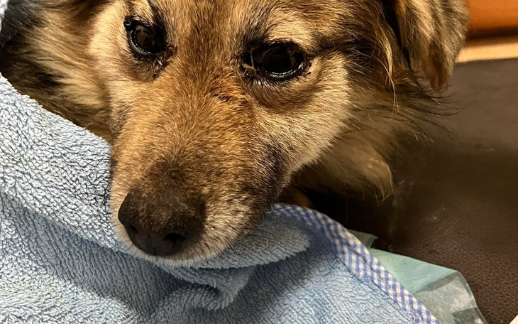 Zbiórka Zbiórka na badanie Frani - zdjęcie główne