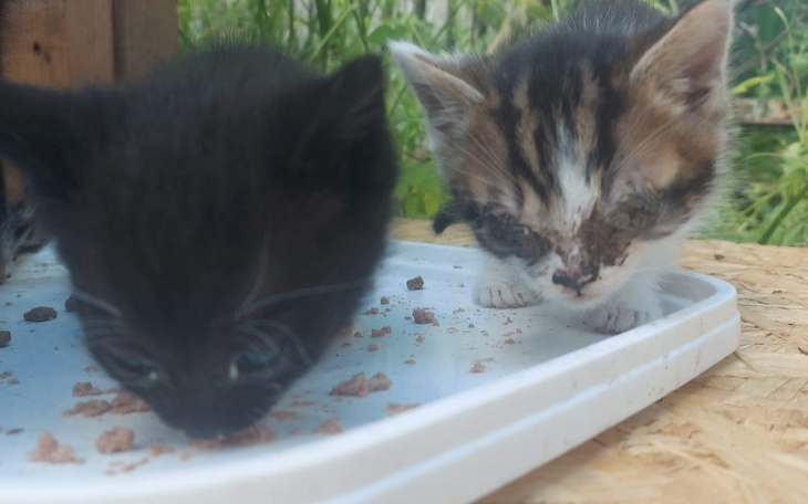 Zbiórka Kocia pomoc ... - zdjęcie główne