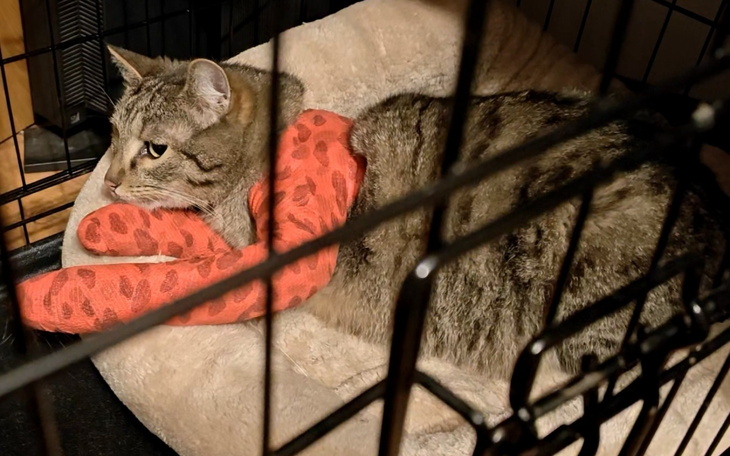 Kot leżący w klatce, z czerwonym kocykiem.