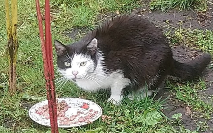 Kot na trawie, z talerzem jedzenia obok.