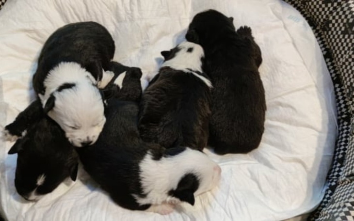 Zbiórka dla sierotek - zdjęcie główne