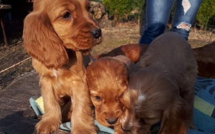 Zbiórka Na karmę dla 3 psów - zdjęcie główne