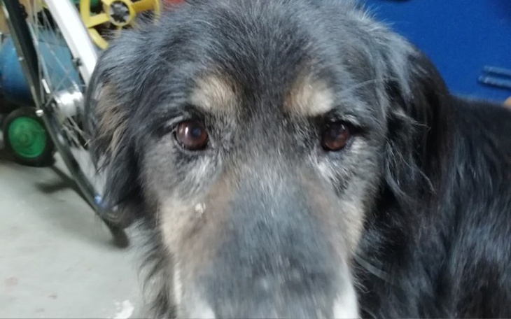 Zbiórka Stary i chory Misio - zdjęcie główne