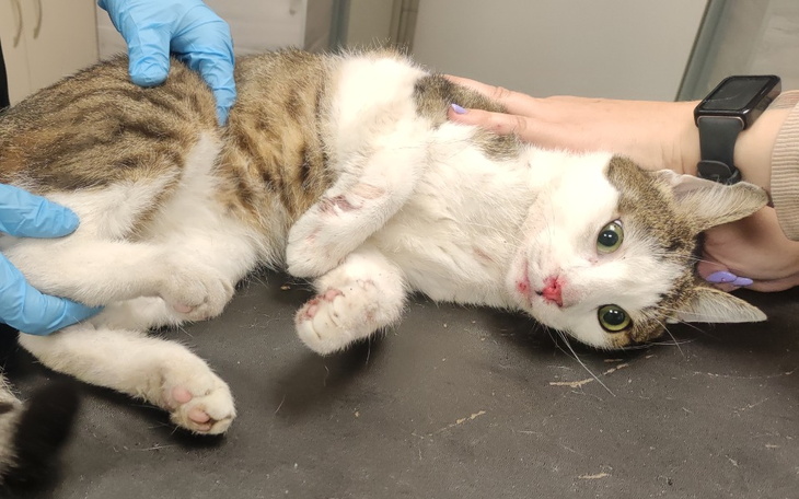 Zbiórka Na operacje Charliego - zdjęcie główne