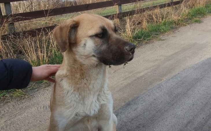 Zbiórka Dom tymczasowy - zdjęcie główne