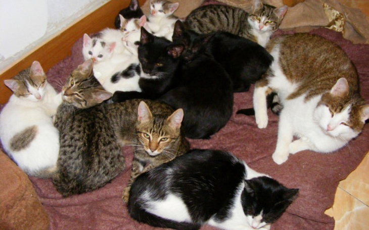 Zbiórka Pomoc dla kociaków na wagę złota - zdjęcie główne