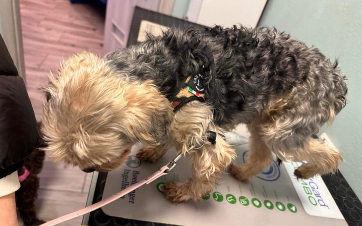 Zbiórka Ratujemy łapę Przytulaka - zdjęcie główne