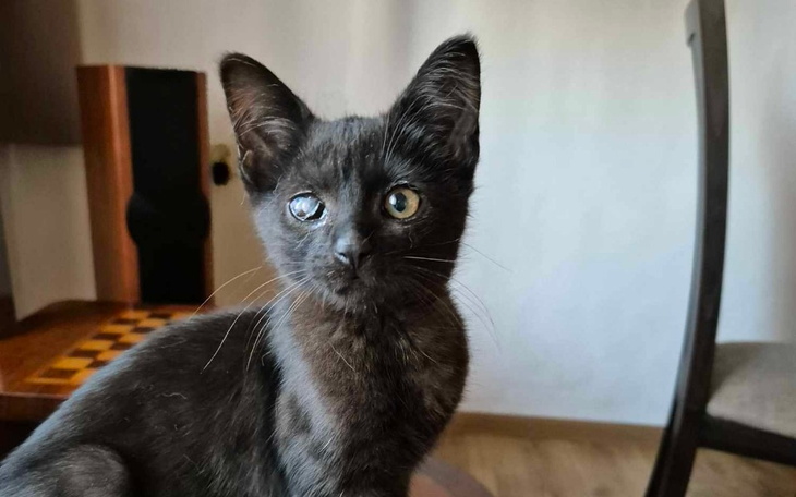 Czarny kot z jednym okiem, siedzący na stole.