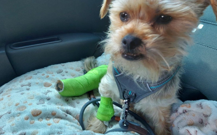 Zbiórka Rysiu chce znów biegać bez bólu - zdjęcie główne