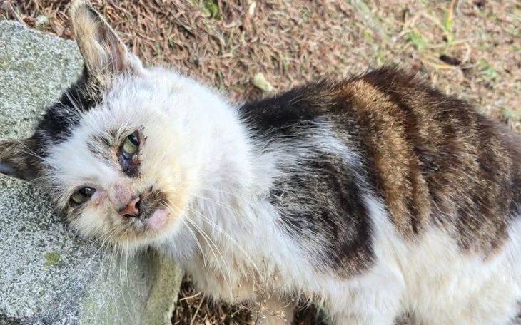 Stary, chory kot leżący na ziemi, z wyrazem smutku.