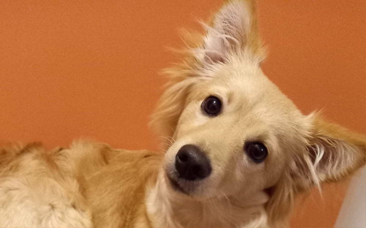 Pies z jasnym futrem, patrzący w obiektyw.