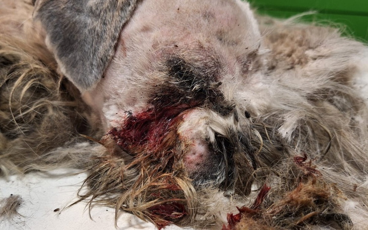 Zraniony pies, potrzebujący pomocy i wsparcia.