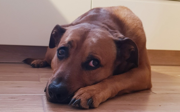 Zbiórka Pilna operacja łapy Edzia - zdjęcie główne