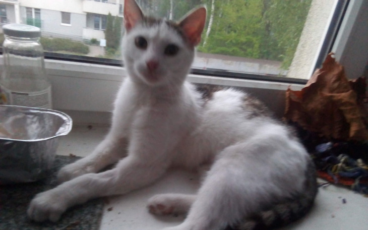 Zbiórka Osiatkowanie balkonu i okien - zdjęcie główne