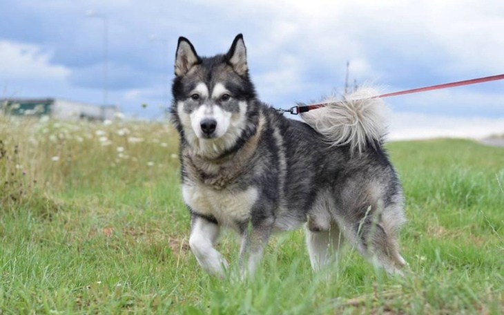 Zbiórka Czy pomożesz Axelowi - zdjęcie główne